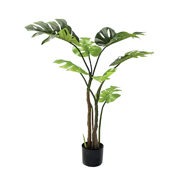 ΔΕΝΤΡΟ ΜΟΝΣΤΕΡΑ ΠΡΑΣΙΝΟ ΣΕ ΓΛΑΣΤΡΑ - Y105cm 4/KIB